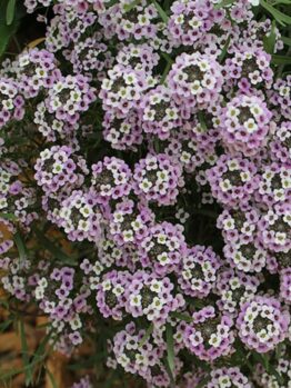 Close-up of Lobularia 'Blushing Princess' Sweet Alyssum in a 6" pot, featuring clusters of small, light pink flowers with lush green leaves.