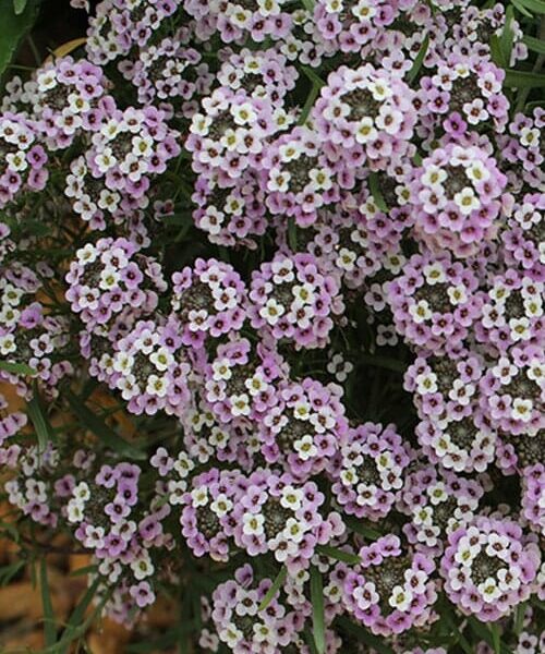 Close-up of Lobularia 'Blushing Princess' Sweet Alyssum in a 6" pot, featuring clusters of small, light pink flowers with lush green leaves.