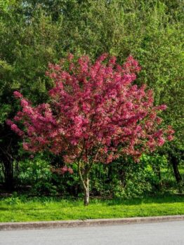 A Wisteria 'Violacea Plena' with bright mauve blossoms stands by the roadside, surrounded by greenery and backdropped by dense bushes.