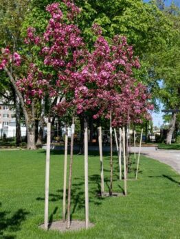 A row of Wisteria 'Violacea Plena' Mauve, each in an 8" pot and supported by wooden stakes, stands on a green lawn near a walkway in a park.