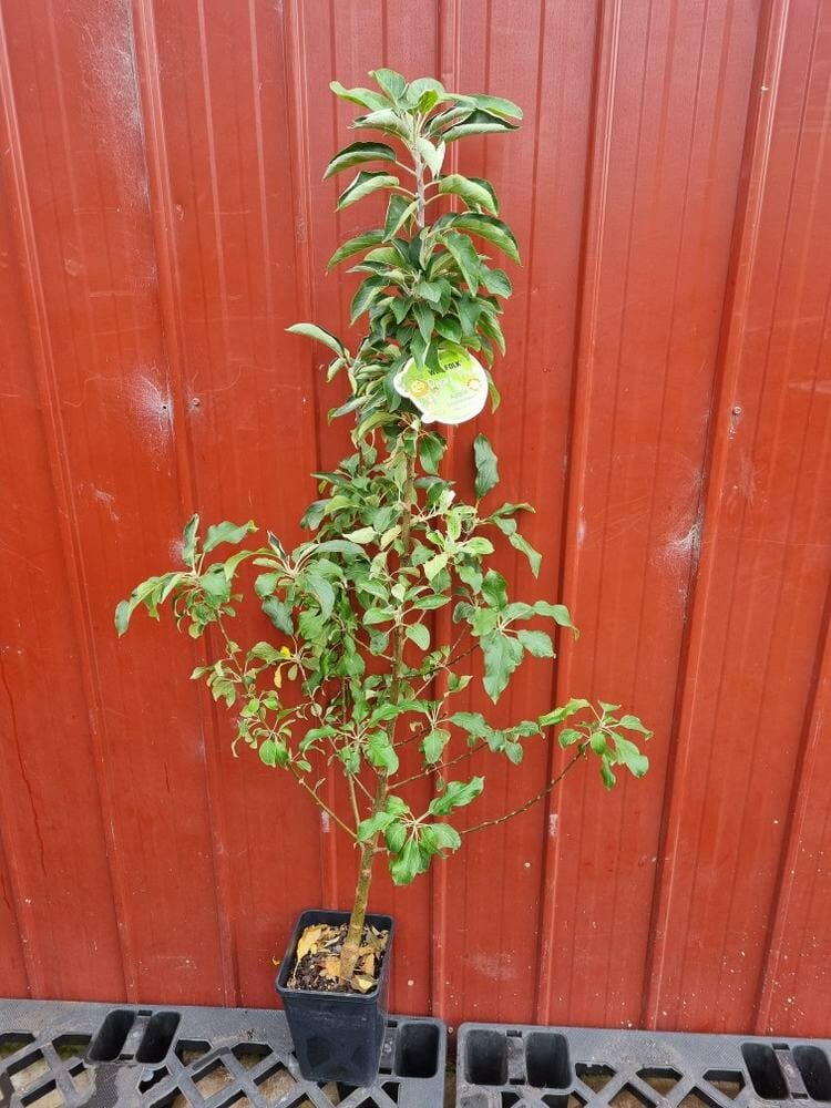 Malus 'Leprechaun' PBR Dwarf Apple 10" Pot - Image 2