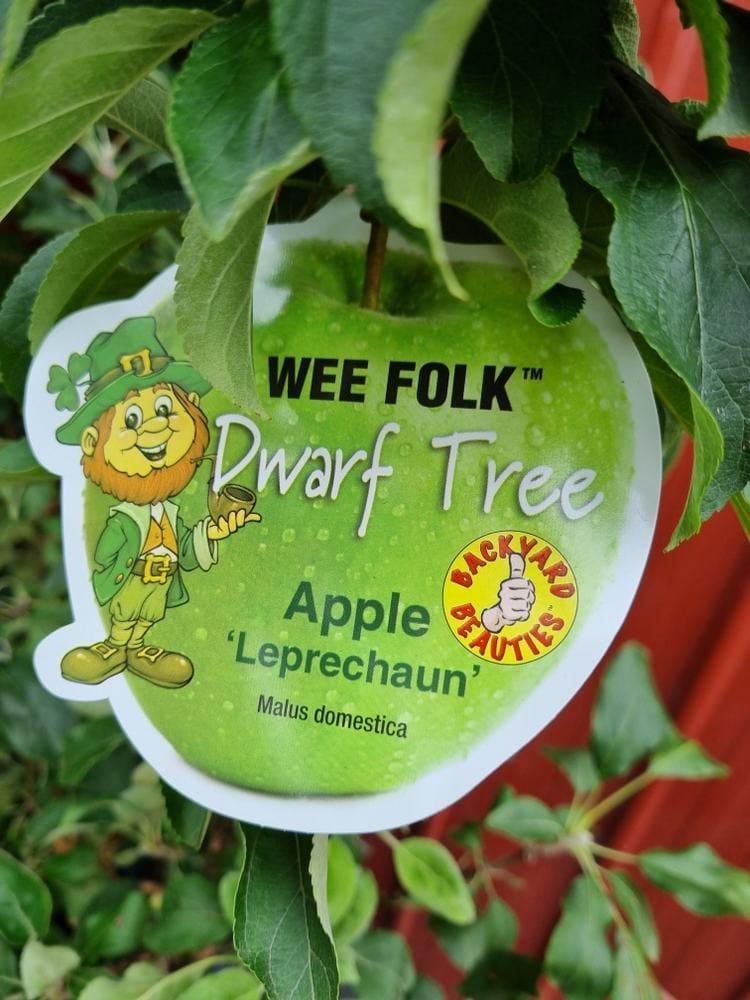 Malus 'Leprechaun' PBR Dwarf Apple 10" Pot - Image 3