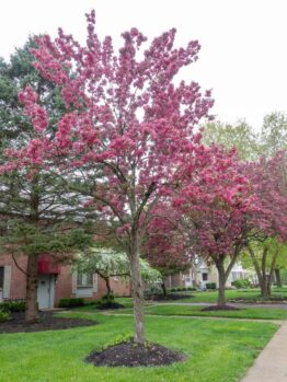 Sidewalk lined with blooming pink cherry blossom trees, Wisteria 'Violacea Plena' Mauve cascading down from the brick residences in the background, and green grass blanketing the ground.
