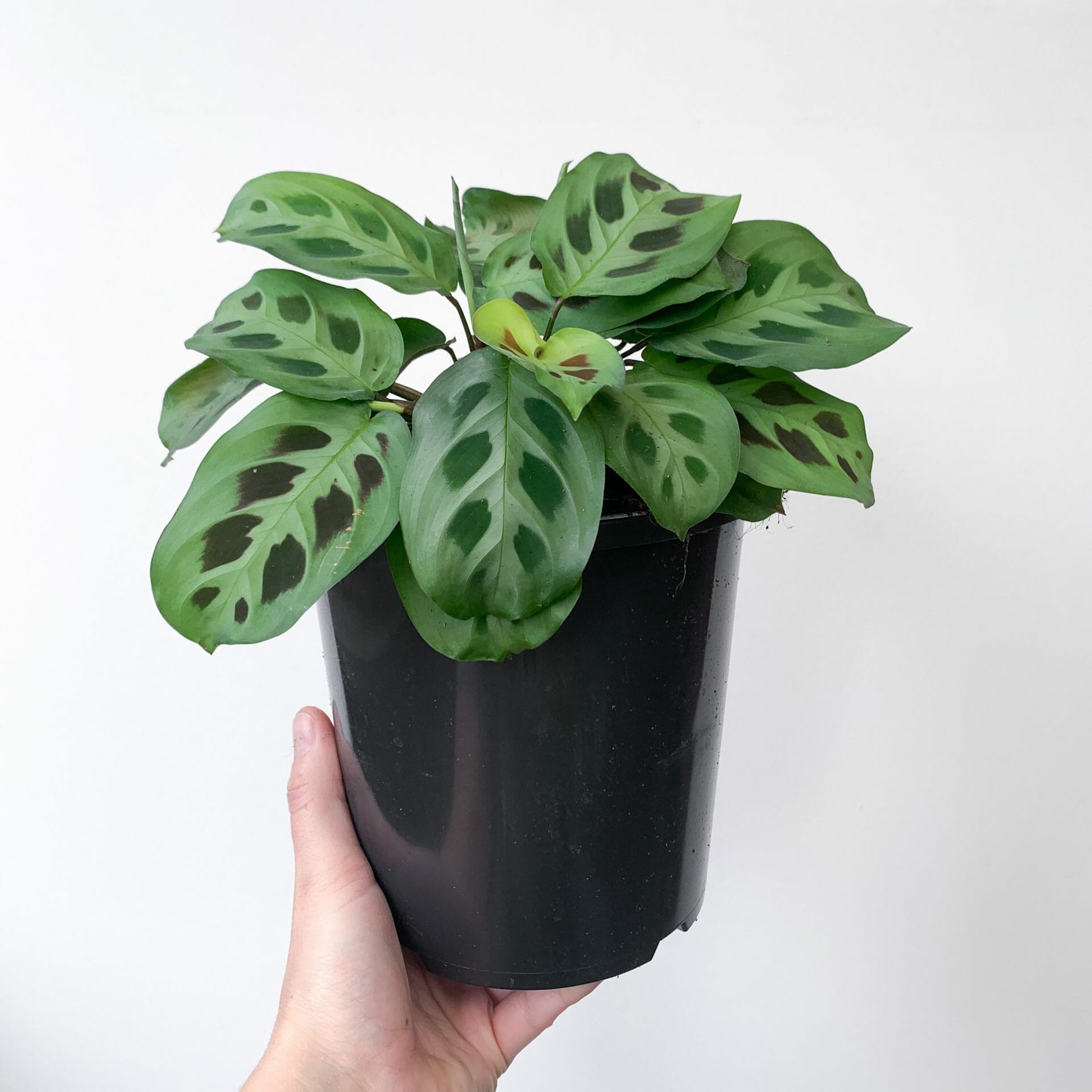 Maranta 'Green Prayer Plant' 5" Pot - Image 2