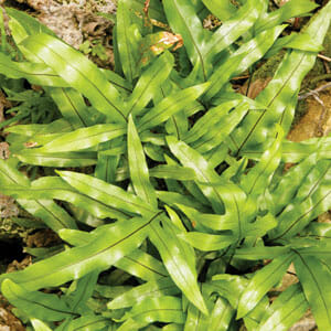Microsorum 'Kangaroo Fern' 6" Pot - Image 3