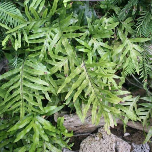 Microsorum 'Kangaroo Fern' 6" Pot - Image 2