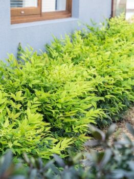 Nandina Lemon and Lime with no red foliage for a modern look