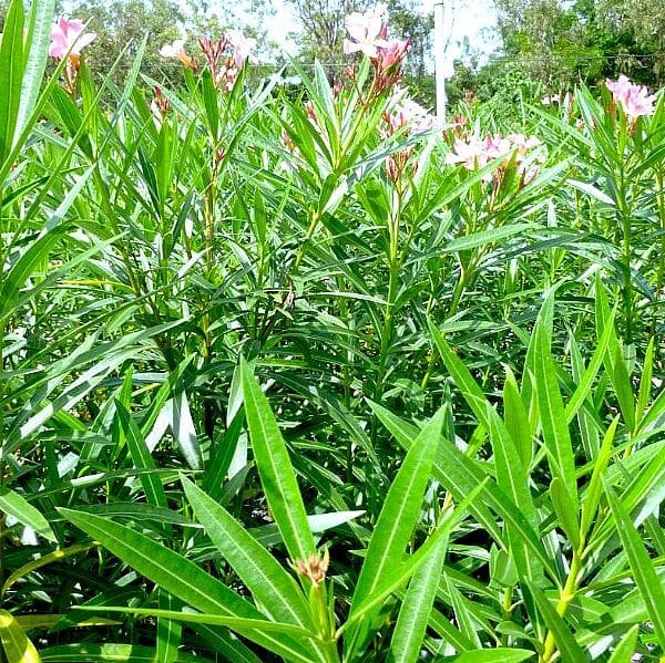Nerium Oleander 'Isabella' 7" Pot - Image 3
