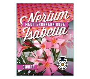 Nerium Oleander 'Isabella' 7" Pot - Image 2