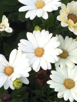 Osteospermum 'White and Yellow' African Daisy in a 6" pot features charming white daisies with light yellow centers and green leaves. Some buds are closed, creating an elegant display against a backdrop of foliage and partially visible flowers.