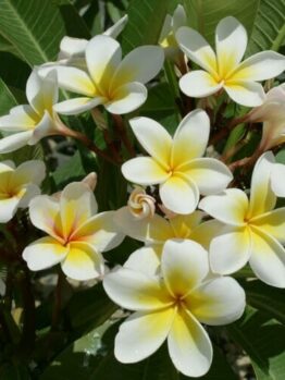 The Plumeria 'Common White' Frangipani in an 8" pot showcases vibrant clusters of white and yellow blooms with a backdrop of green leaves.