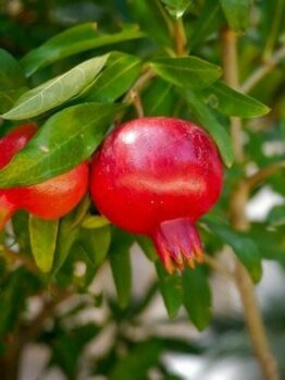 Close-up of two small, unripe Punica 'Pomegranate' fruits, surrounded by lush green leaves, thriving in a 6" pot.
