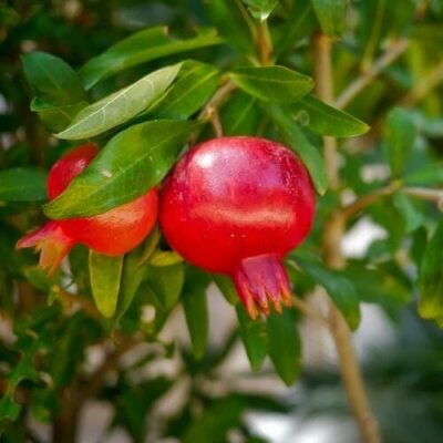 Close-up of two small, unripe Punica 'Pomegranate' fruits, surrounded by lush green leaves, thriving in a 6" pot.