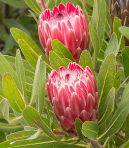 Two Protea 'Pink Ice' flowers shine with pink petals against lush green foliage in an elegant 8" pot, offering a perfect blend of nature's elegance and vibrant color.