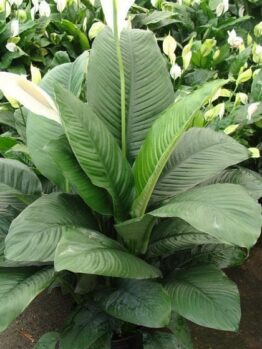 The Spathiphyllum 'Sensation' Peace Lily in a 10" pot showcases dark green leaves and white blooms, accompanied by similar Spathiphyllum plants in the background.