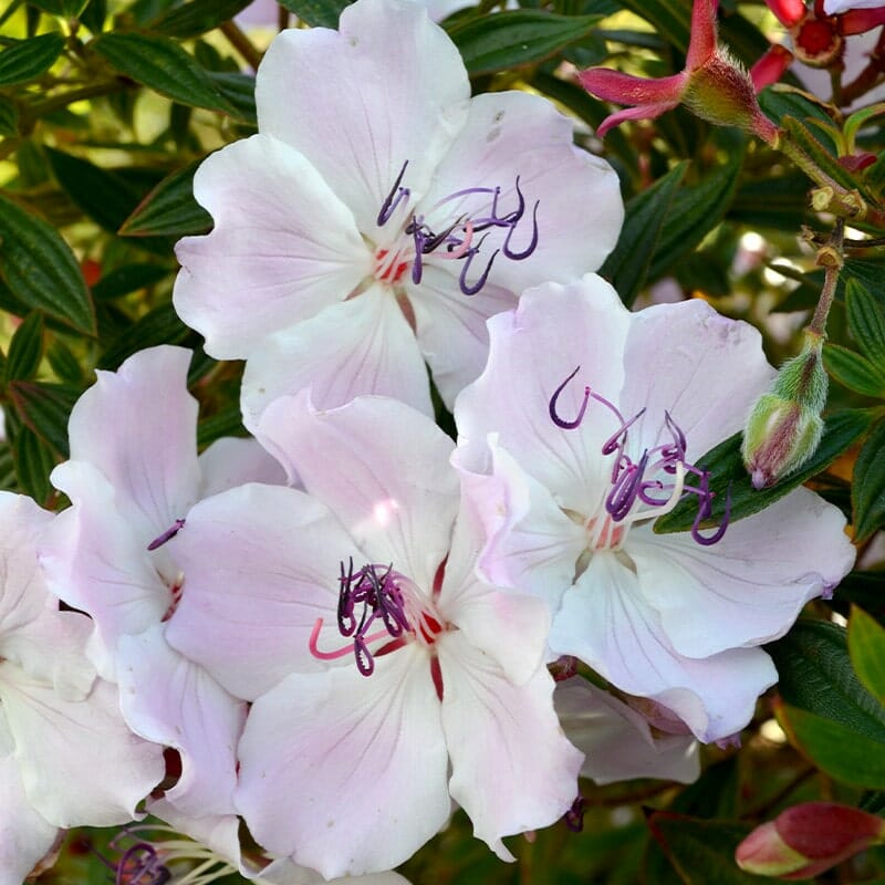 A close-up of light pink flowers from the Tibouchina 'Foxxy Baby' Lasiandra 6" Pot cultivar, featuring striking purple stamens surrounded by lush green foliage and a few unopened buds.