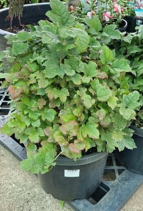 Viburnum opulus 'Midget' - Image 4