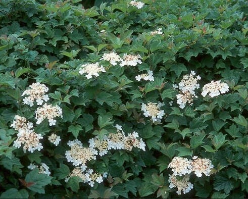Viburnum opulus 'Midget' - Image 2