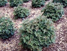 Viburnum opulus 'Midget' - Image 3