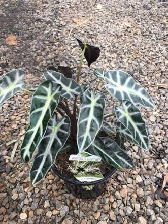 Alocasia 'Bambino' Elephant Ear 6" Pot - Image 4