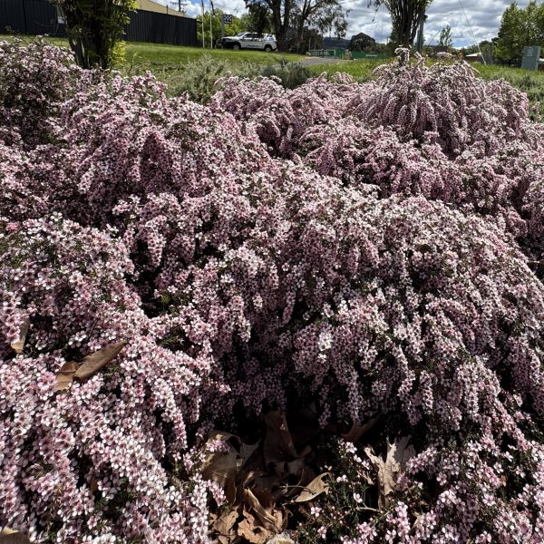 Rhaphiolepis 'Oriental Pink™' Indian Hawthorn in an 8" pot displays dense foliage with small pink and white flowers and scattered brown leaves, with a road and cars visible in the background.
