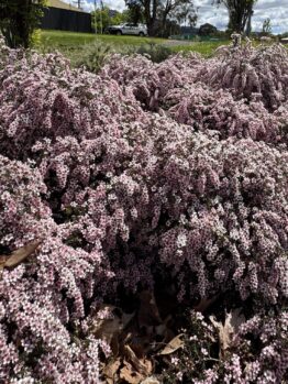 Rhaphiolepis 'Oriental Pink™' Indian Hawthorn in an 8" pot displays dense foliage with small pink and white flowers and scattered brown leaves, with a road and cars visible in the background.