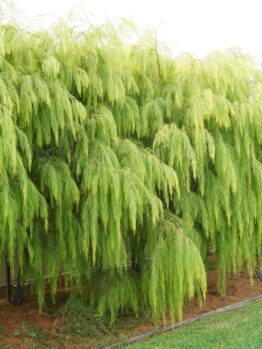 Stunning Lime Green Australian Native tree Acacia cognata river wattle Lime Majik leaves drooping down growing in a row as a screen