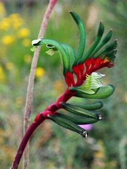 A close-up of Anigozanthos 'Royal Cheer' Kangaroo Paw in a 6" pot displays green and red tubular petals against a blurred background of lush greenery and bright yellow flowers, creating a vibrant scene.