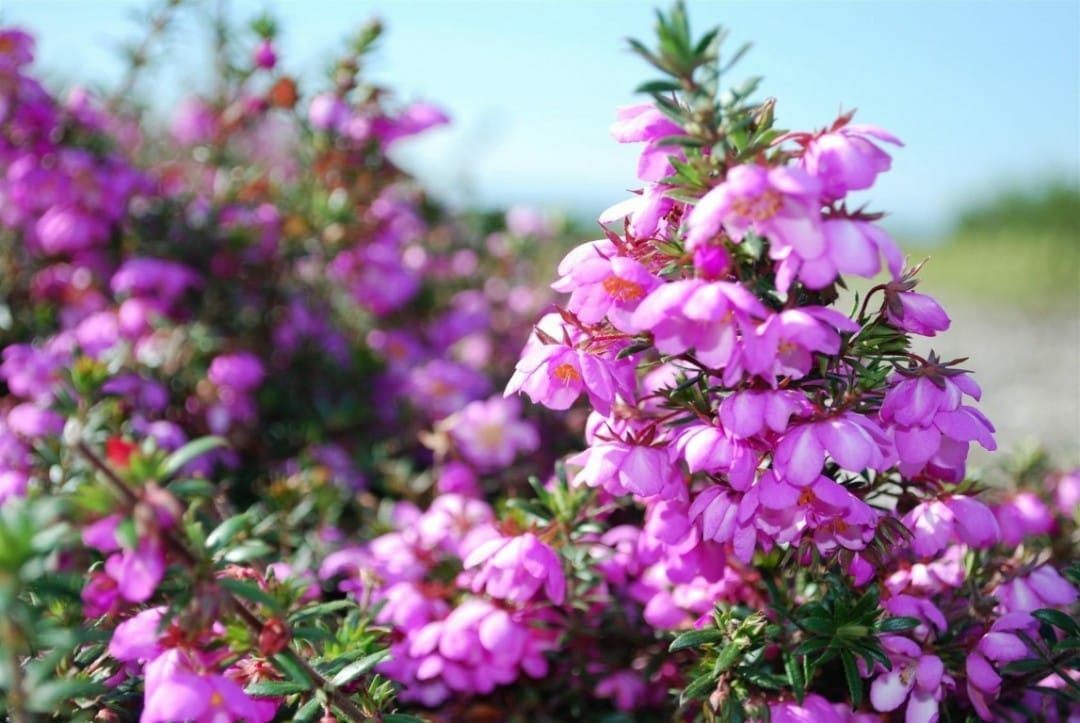 Bauera 'Rose Carpet™' 6" Pot - Image 3