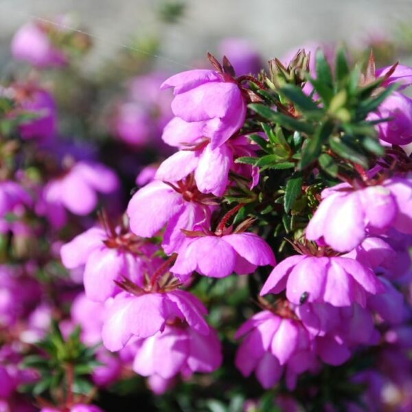 Close-up of pink Bauera 'Rose Carpet™' flowers with green leaves, surrounded by more blossoms in a soft focus background.
