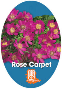 Bauera 'Rose Carpet™' 6" Pot - Image 4