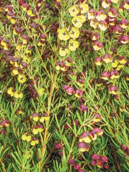 Clusters of small yellow and purple flowers burst to life amidst dense green foliage, reminiscent of a Boronia 'Dark Prince' 6" Pot.