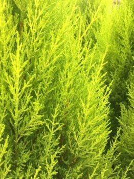 Close-up of the bright green branches of the Cupressus macrocarpa 'Lemon Scent' Conifer, densely packed in an 8" pot, emitting a subtle lemon aroma.