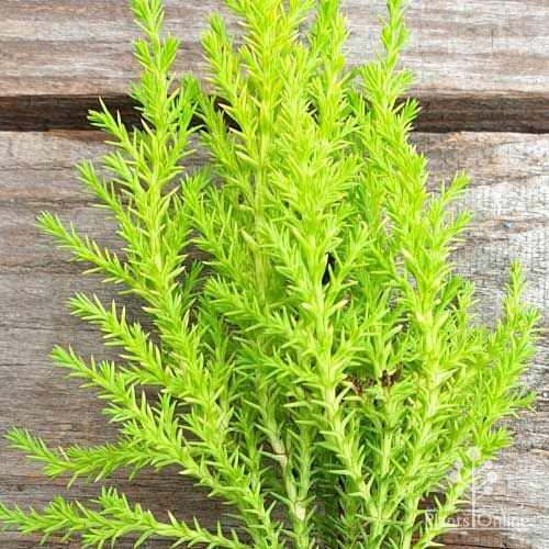 Cupressus macrocarpa 'Lemon Scent' Conifer - Image 2