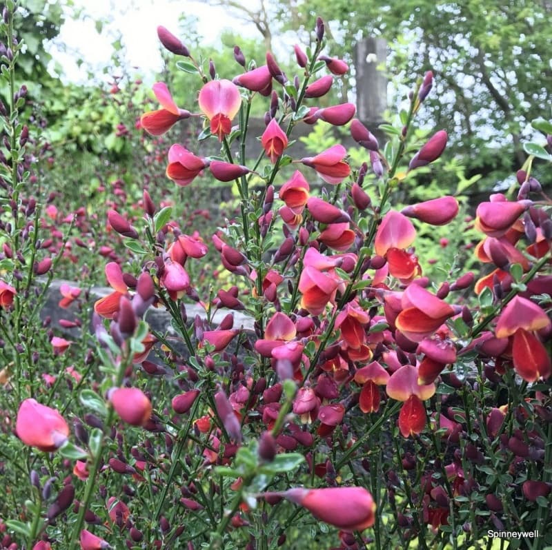 Cytisus 'Crimson King' English Broom 6" Pot - Image 2