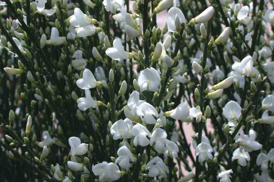 Cytisus 'Snow Queen' English Broom 6" Pot - Image 3