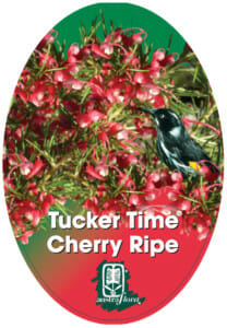 Grevillea 'Tucker Time Cherry Ripe' - Image 2