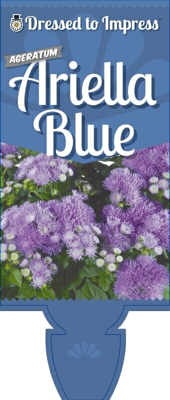 Ageratum 'Ariella Blue' 6" Pot - Image 4