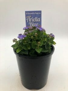 Ageratum 'Ariella Blue' 6" Pot - Image 2