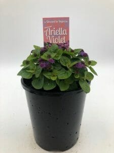 Ageratum 'Ariella Violet' 6" Pot - Image 2