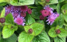 Ageratum 'Ariella Violet' 6" Pot - Image 3