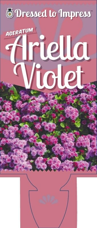 Ageratum 'Ariella Violet' 6" Pot - Image 4