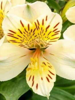 Close-up of the Alstroemeria 'Inca Sundance' from a 6" pot, revealing its yellow and white petals with red speckles, surrounded by vibrant green leaves.