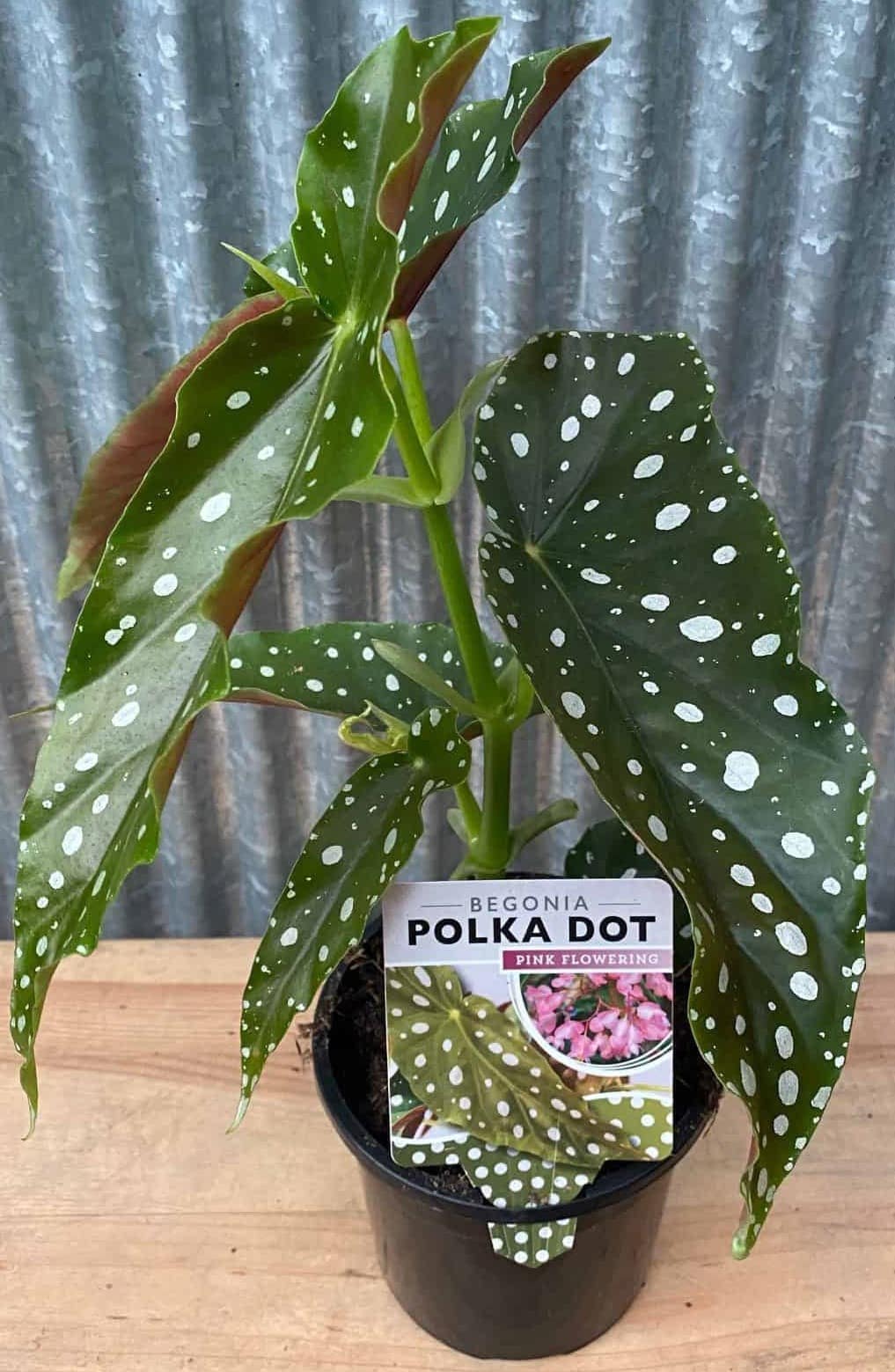Begonia 'Pink Flowering Polka Dot' - Image 2