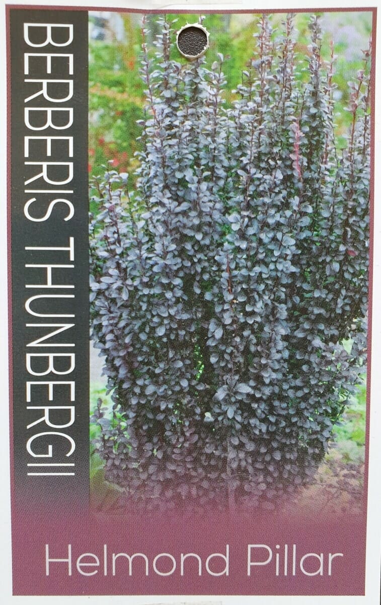 Berberis 'Helmond Pillar' Upright Barberry 6" Pot - Image 4