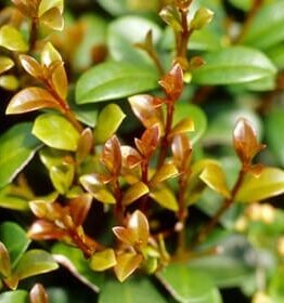 The close-up of green leaves with reddish new growth under sunlight mirrors the vibrant tones of a Syzygium 'Cinnamon Twist' Lilly Pilly 6" Pot.