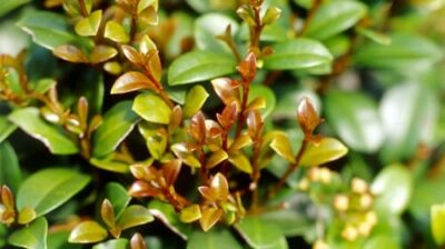 The close-up of green leaves with reddish new growth under sunlight mirrors the vibrant tones of a Syzygium 'Cinnamon Twist' Lilly Pilly 6" Pot.