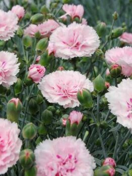 Dianthus 'Candy Floss' in full bloom features pink carnations reminiscent of candy floss, complemented by green buds and stems, in a charming 6" pot.