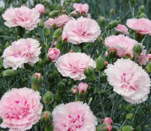 Dianthus 'Candy Floss' in full bloom features pink carnations reminiscent of candy floss, complemented by green buds and stems, in a charming 6" pot.