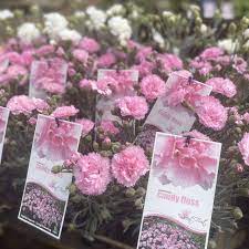 Dianthus 'Candy Floss' 6" Pot - Image 2